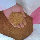 بذر برسيم صبخاوي للبيع في المدينه الموره
