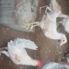 ديوك ودجاج اعمارها اكثر من 3 اشهر