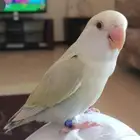 روز اليف مميز ( تم البيع )