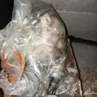 الاحساء محاسن حي القادسيه