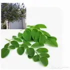 مورنقا وشتلات كف مريم15 ريال