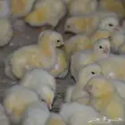 صوص لاحم روس محصن جاهز للتربية