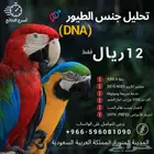 تحديد جنس الطيور- النتيجة خلال اسبوعين