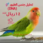 تحديد جنس الطيور بتحليل DNA- النتيجة خلال اسبوعين