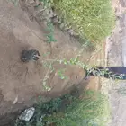 سدر بلدي