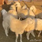 طليان حريات بريه