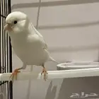 ذكر كناري رسسيف تغريد حريقه