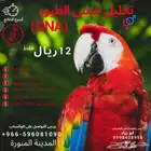 تحديد جنس الطيور بتحليل DNA