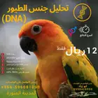 خدمة تحليل الطيور (تحليل DNA)-مدة التحليل 10 يوم