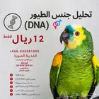 خدمة تحليل الطيور (تحليل DNA)