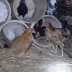 للبيع رخل عمرها خمس اشهر مقنوي فاخر ودجاجتين وزوجين حمام