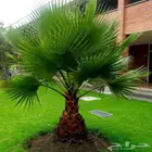 للبيع أنواع النخيل