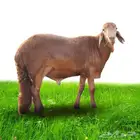 لحوم مبرد   طازة