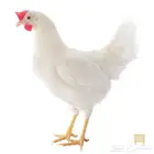 دجاج بياض مجمد