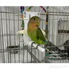 للبيع حامل عظم الحبار