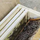 عسل طبيعي ونحل للبيع من مناحل السالم