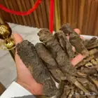 عود بوتان غابات قديم مخزن دبل سوبر من النوادر