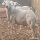 غنم معزا وظان