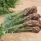 فسائل نخل اخلاص فاخر