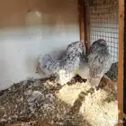 (تم البيع)طقم دجاج بوم خارجي