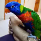 ببغاء لوري اليف ومجنون لعب