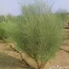 بذور شجرة المورينجا البان العربي صالحه للعصر