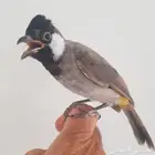 بلبل اليف هدد ( تم البيع )
