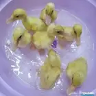 بط بكيني للبيع التواصل خاص