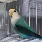 ذكر روز فايلوت