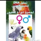 تحليل DNA لمعرفة جنس الطير