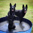 فندقة كلاب - Dogs hotel - ايواء كلاب