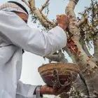 شتلات اللبان العماني