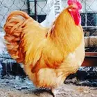 اعلان بيعه من العيار الثقيل