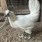 دجاجه سبرايت لونها ابيض