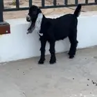 جفره عارضيه معرفه