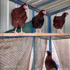 (تم البيع)دجاج فرنسي أحمر بيور