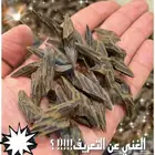 عرض على عود تايقر