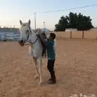 افراس للبيع