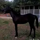 مهر ادهم جميل ومميز تم البيع