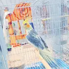 زوج كروان وذكر منتج