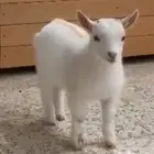 ماعز قزم صغير الماعز القزم