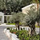 زيتون لاندسكيب Landscepe
