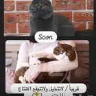 قطط سكوتش شو كوالتي مسجله بادر بالحجز