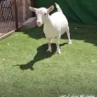 امهات الماعز القزم مقاريع ودفيع على فحل ابيض معزاء منتجه