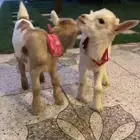 صغار الماعز القزم ماعز قزم بديل القطط صديق الطفل