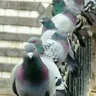 فخ ذكي مرن لصيد الحمام