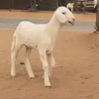 رخل صنف تصلح مقتوي عمرها 20 يوم