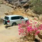 بذور الأدينيوم زهرة العدنه