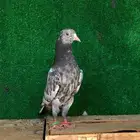 للبيع طبه تيدي تم البيع