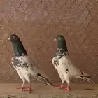 جوز رامبوري تم البيع